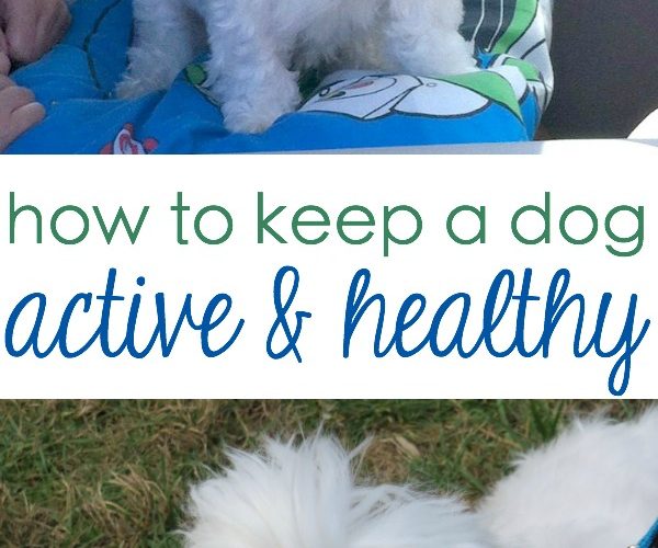 How Keep Your Dog Active and Healthy