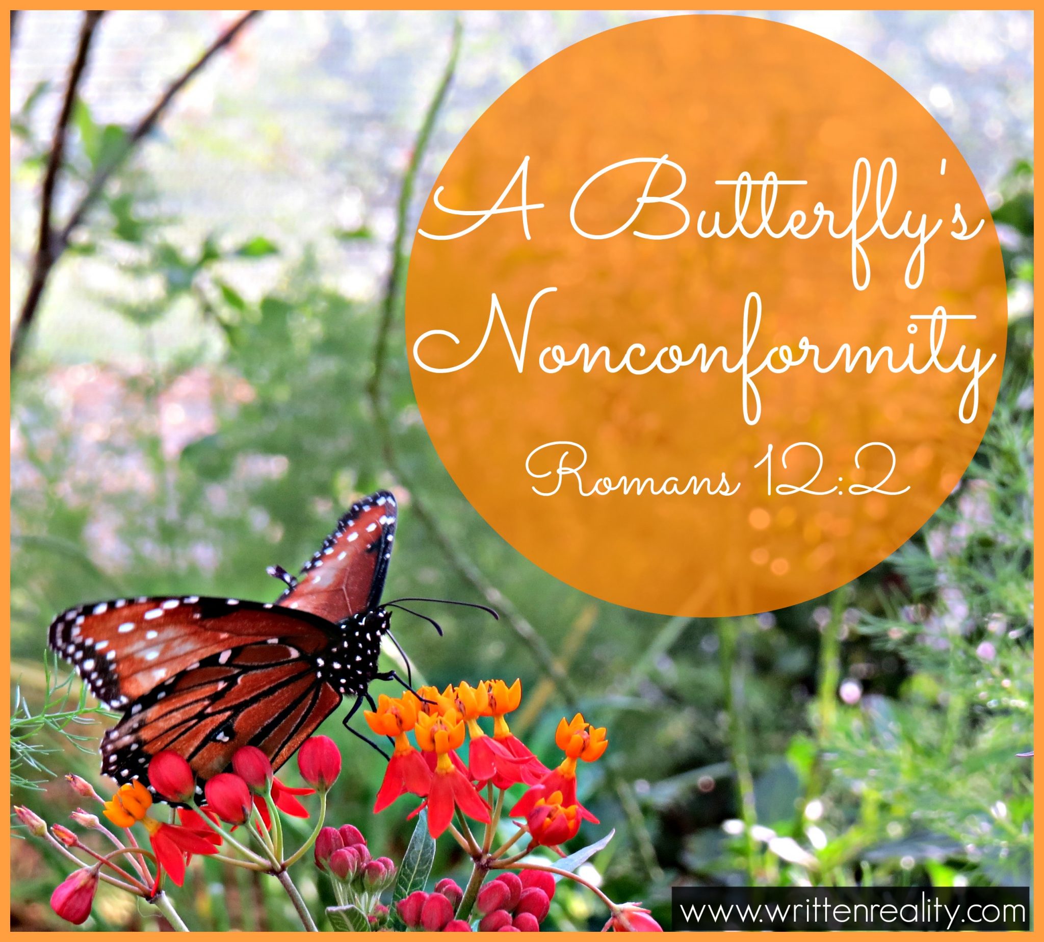 butterfly's nonconformity