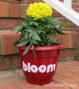 flowerpot-bloom